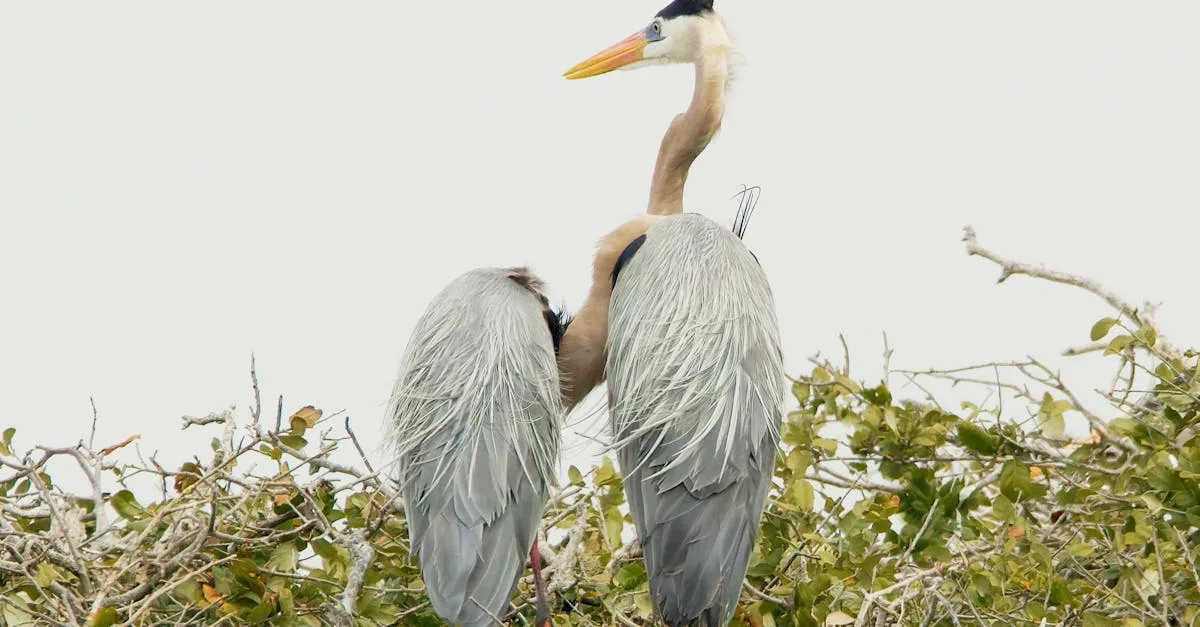 découvrez les critères d'éligibilité au rsa (revenu de solidarité active) en france. informez-vous sur les conditions requises pour bénéficier de cette aide financière destinée à assurer un revenu minimum aux personnes en difficulté.
